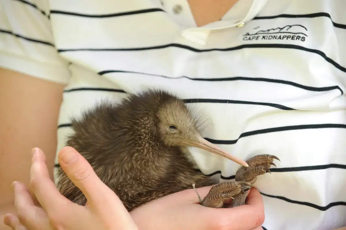 A ranger cradling a kiwi chick at Cape Sanctuary in Hawke’s Bay