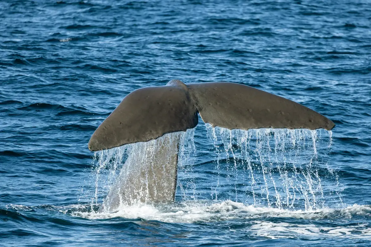 A sperm whale raises its tail to dive off the Kaikoura coast