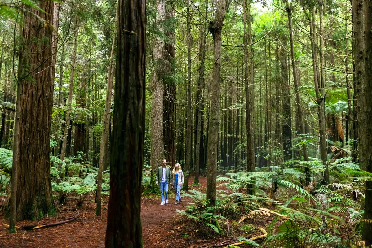 Towering forest in Rotorua, heartland of living Maori culture