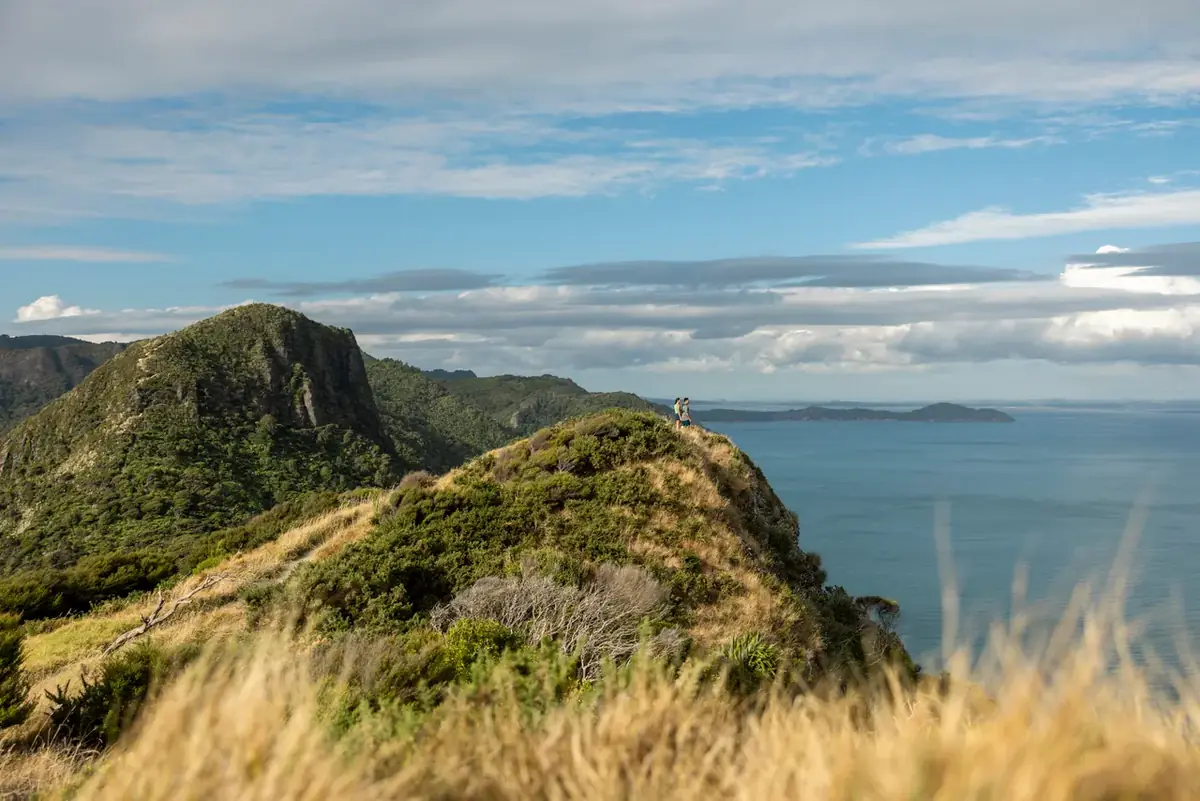 Green coastal ridgelines dropping to the Tasman Sea in the Waitakere Ranges west of Auckland