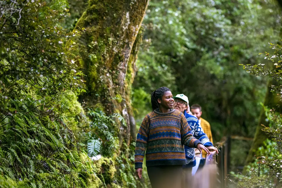 Travellers on a rainforest walk between moss-covered trees and tree ferns