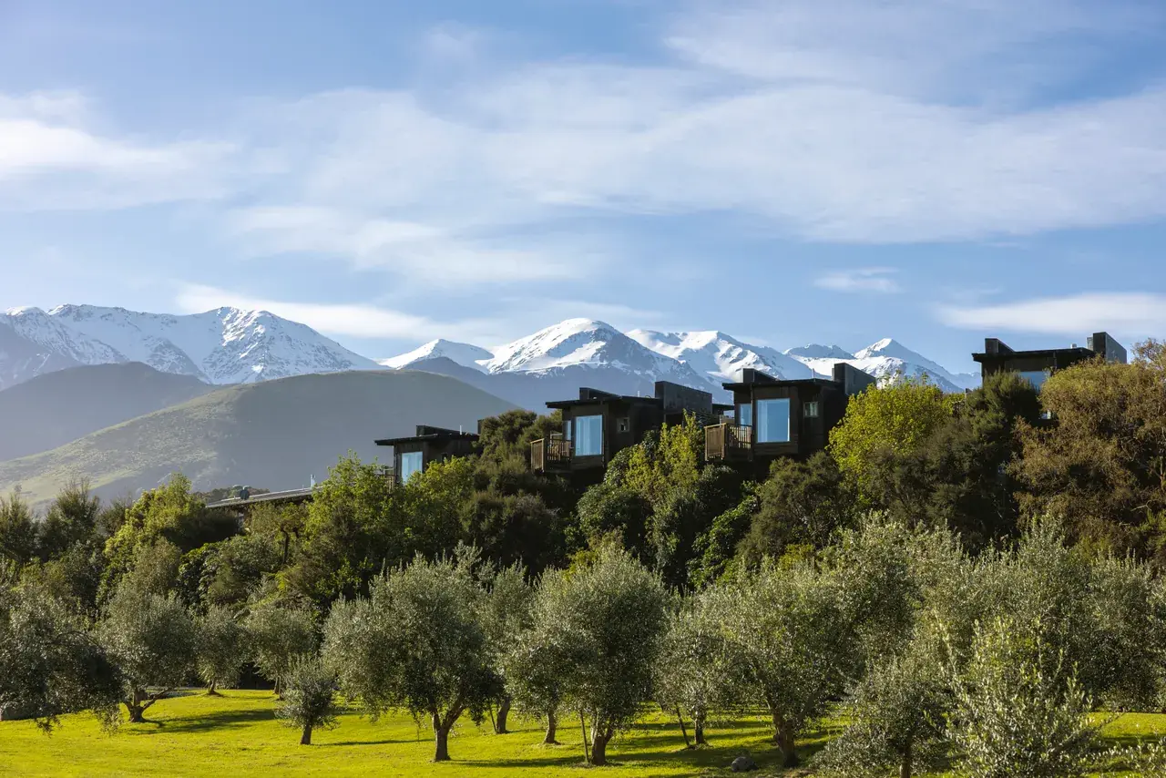 Lodge suites among olive trees below snow-capped mountains