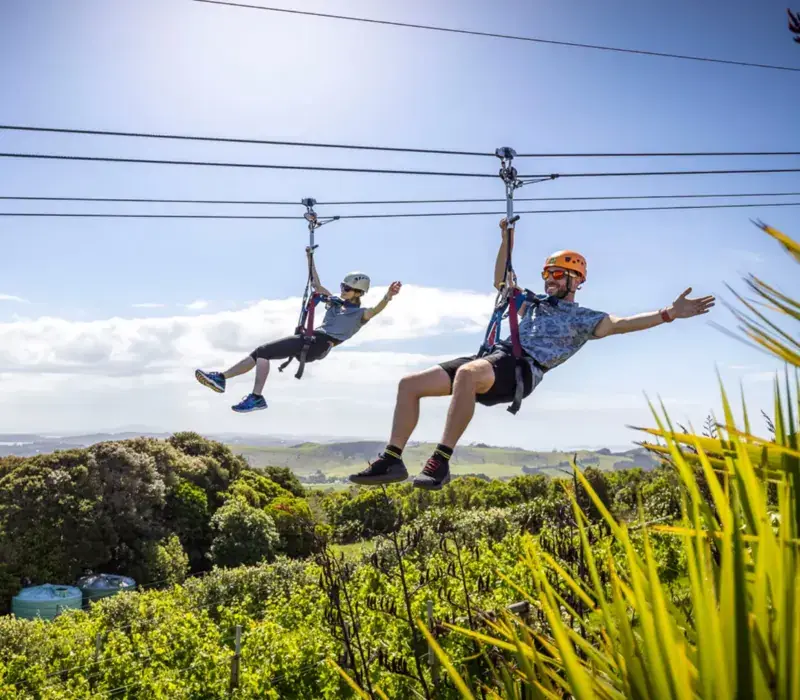 Two visitors ziplining above the bush canopy on Waiheke Island