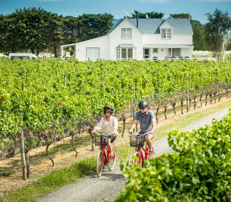 Cyclists riding between vineyard rows on a wine trail