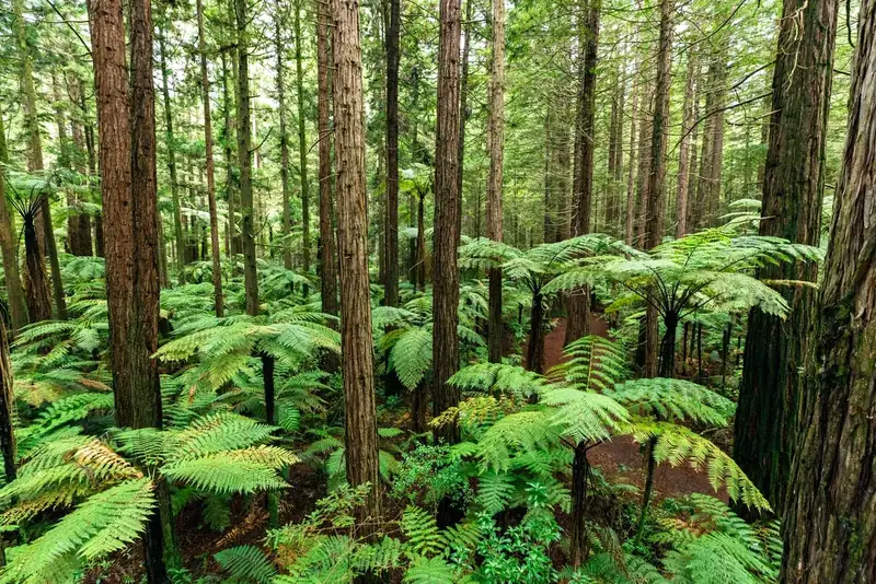 Dense native ferns and forest, the country above Waitomo’s cave systems