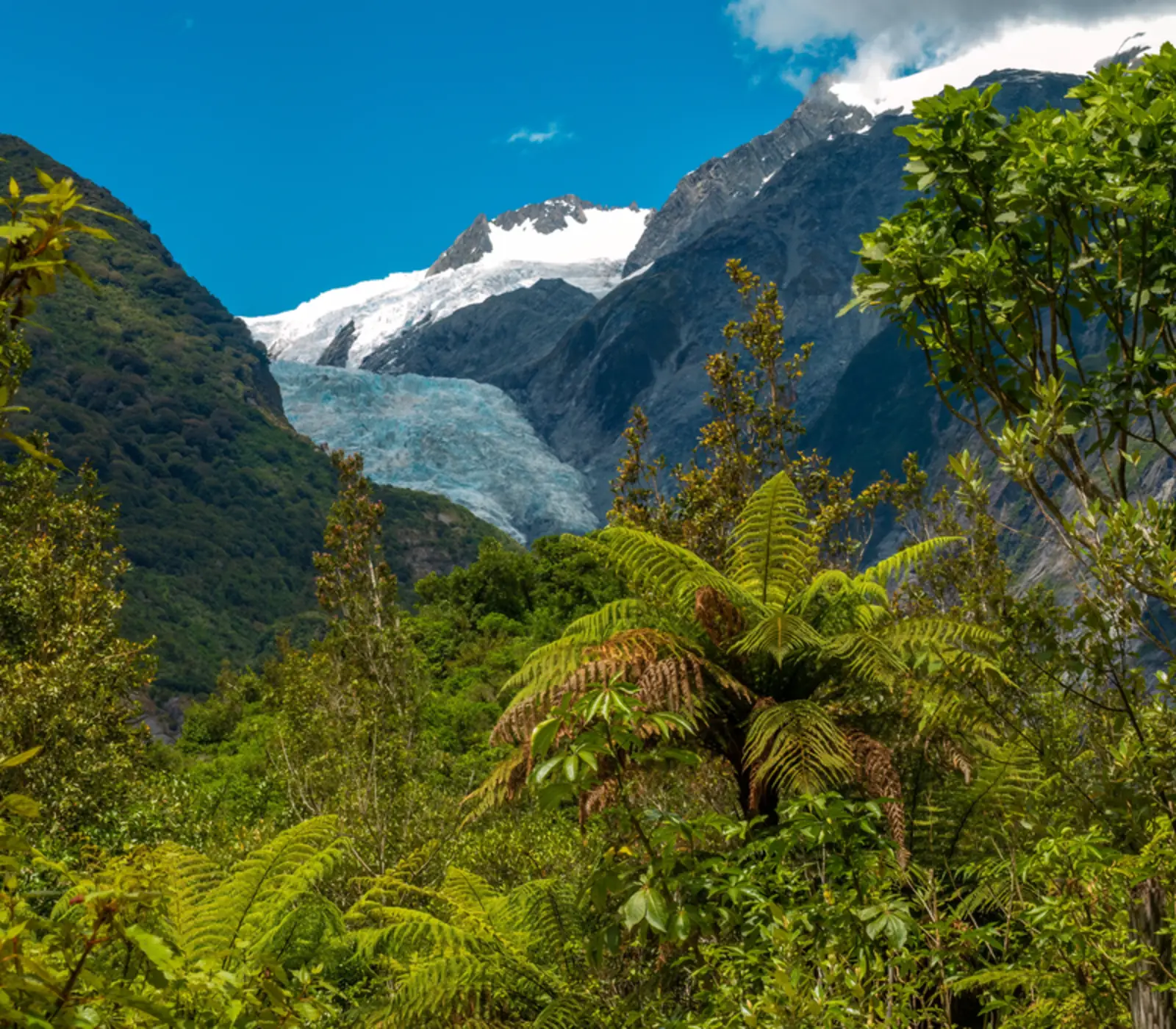 Day 8 of New Zealand Explorer: Explore Franz Josef