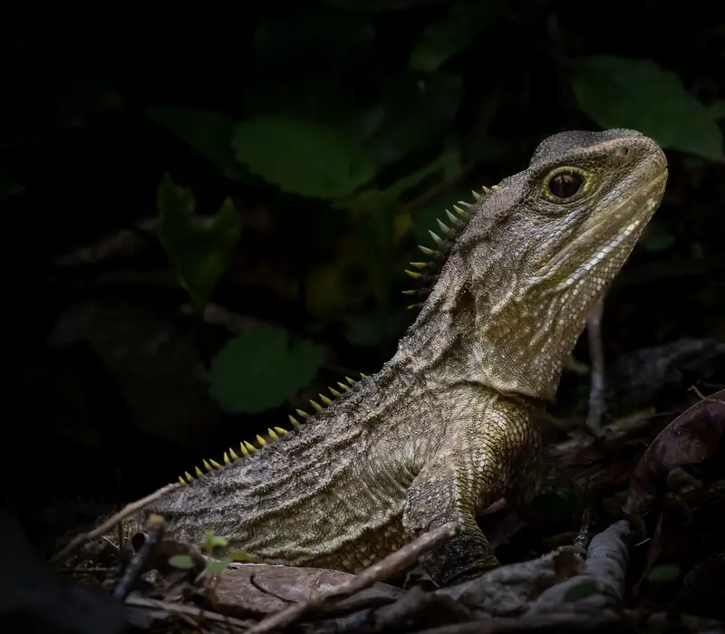 Day 6 of 21 day Ultimate NZ Explorer: Zealandia By Night Wildlife Sanctuary Tour