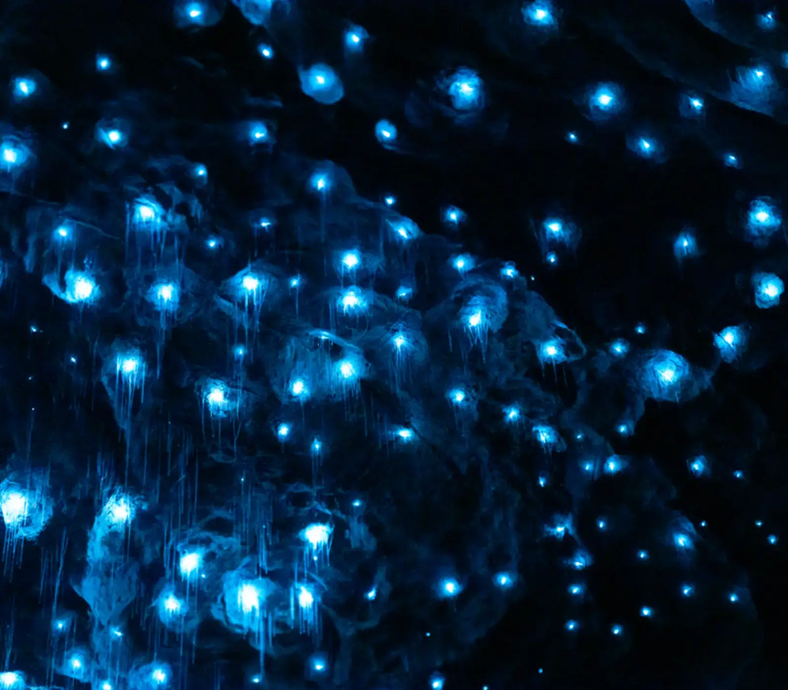 Day 3 of Milford Sound Spectacular: Te Anau Glowworm Caves with RealNZ