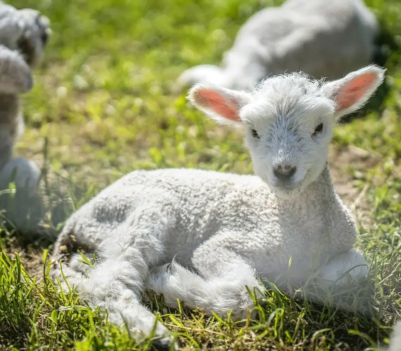 Day 5 of 8 day South Island Encounter: Real New Zealand Tours - Christchurch City, Sheep Farm & Wine Tour - Lunch Included