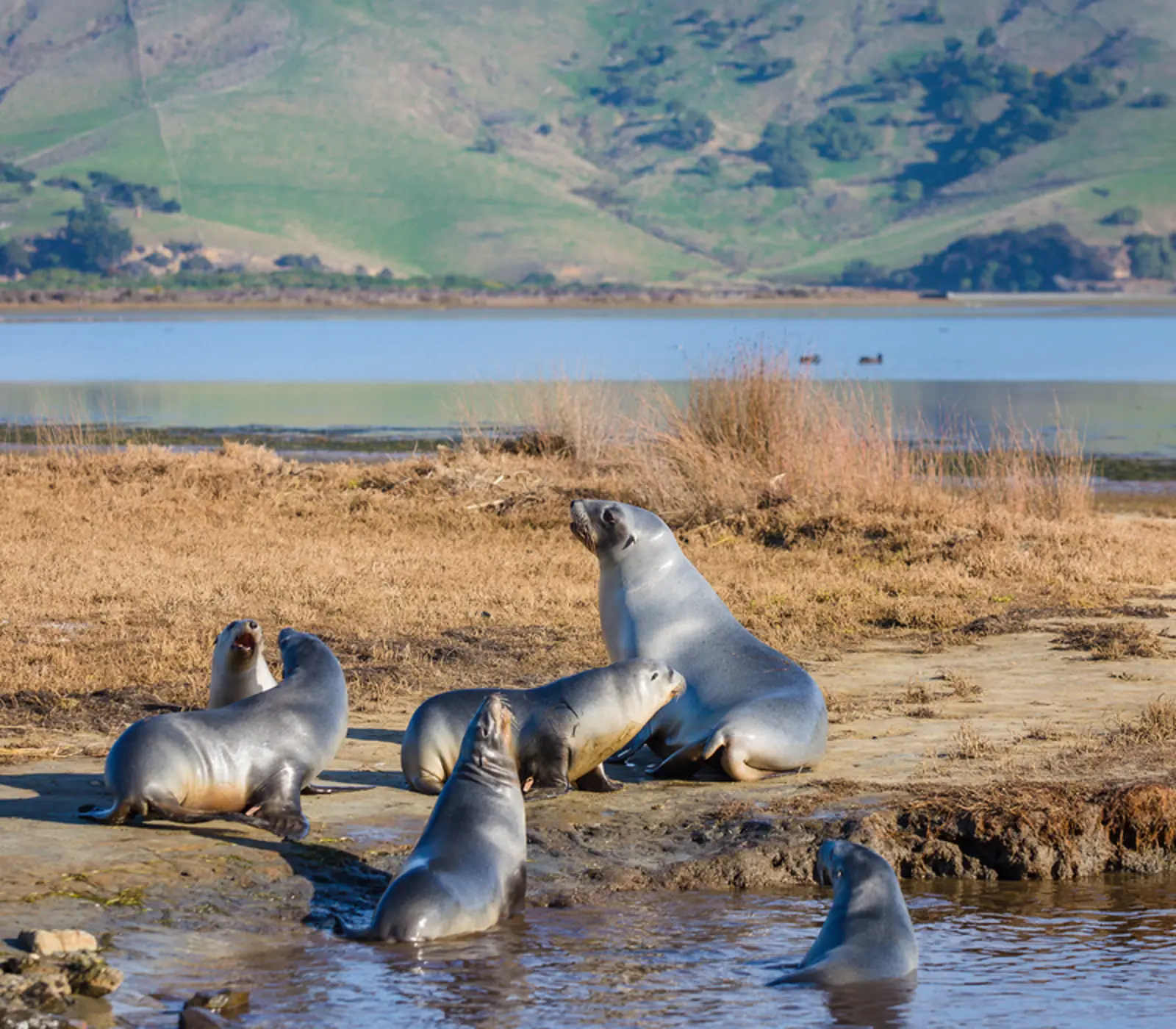 Day 6 of Northbound Extended Adventure: Wildlife Peninsula Encounter Tour and Wildlife Cruise with Monarch