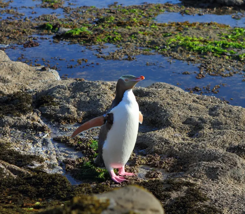 Day 4 of Mountains and Lakes South Island Family: Penguin Tour with The Opera