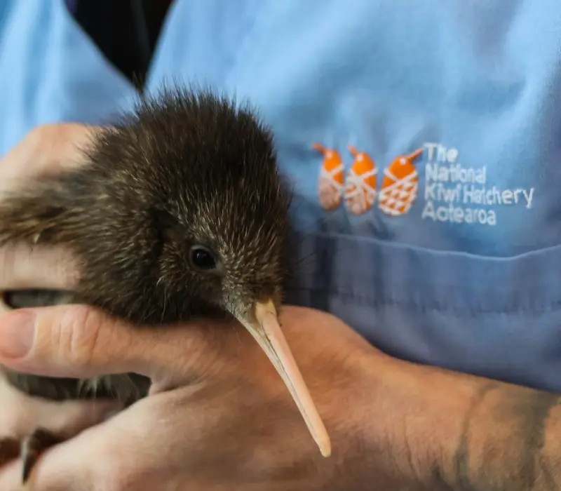 Day 5 of Accessible Aotearoa: Auckland to Rotorua: National Kiwi Hatchery Experience