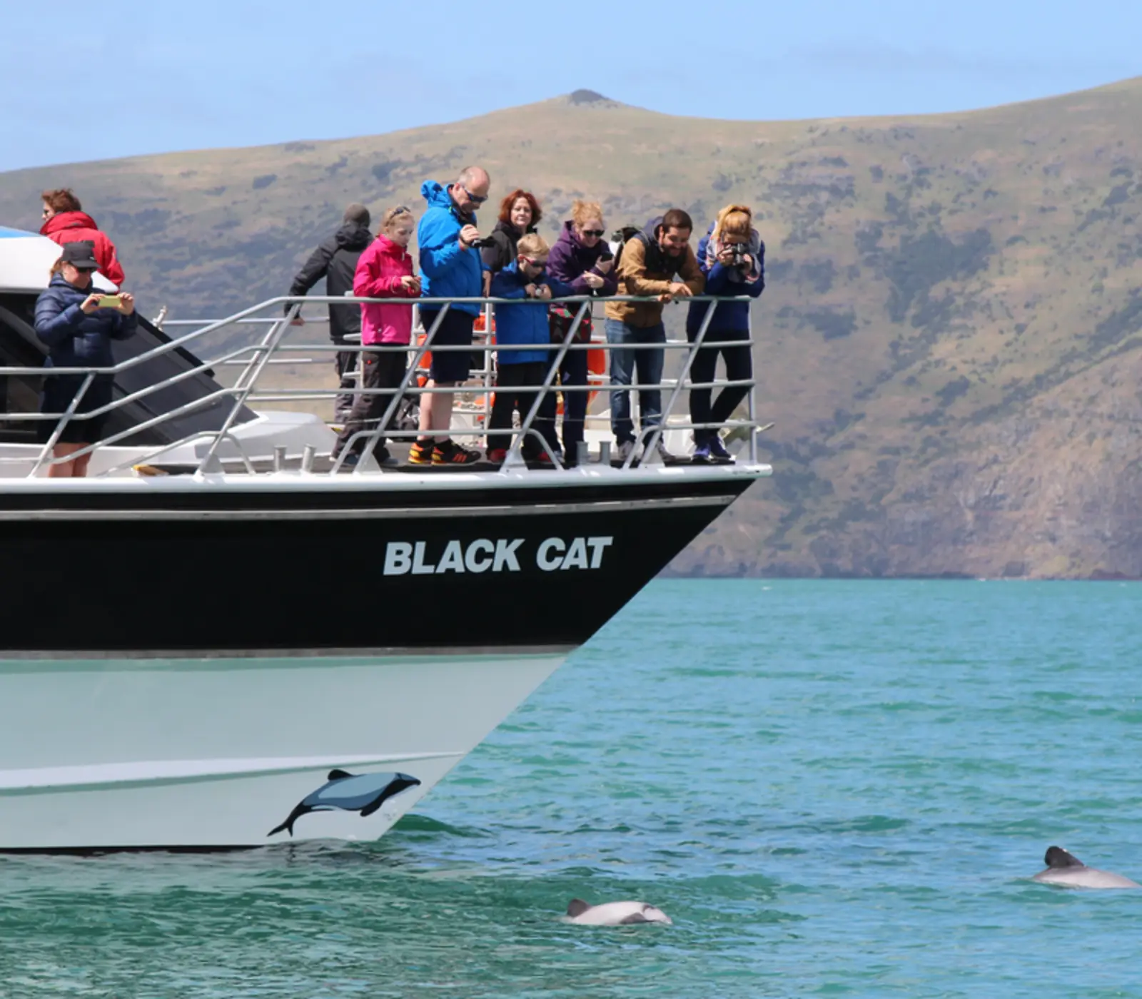 Day 11 of Auckland to Christchurch Family Adventure: Swimming with Dolphins Cruise with Black Cat