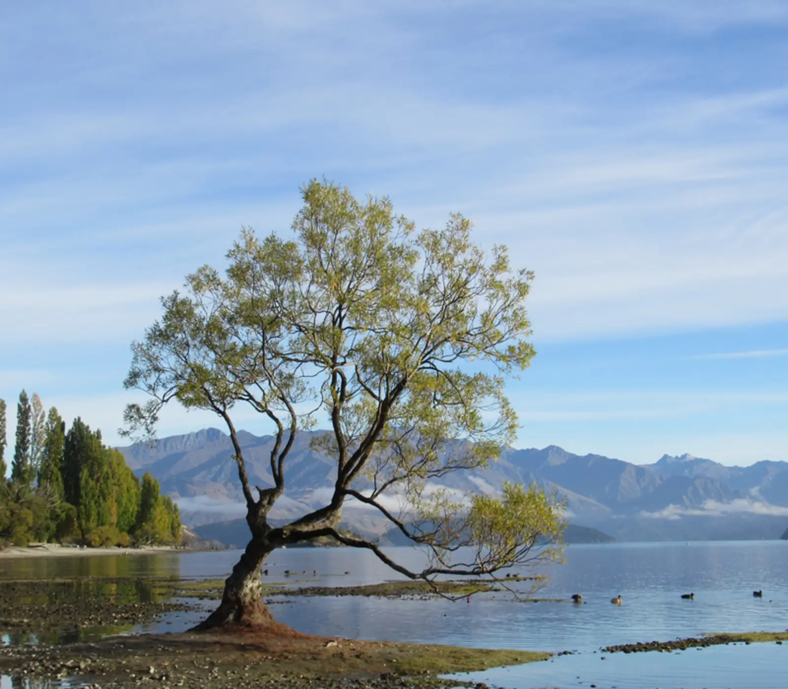 Cardrona Beginners Package: 7 day New Zealand self drive tour