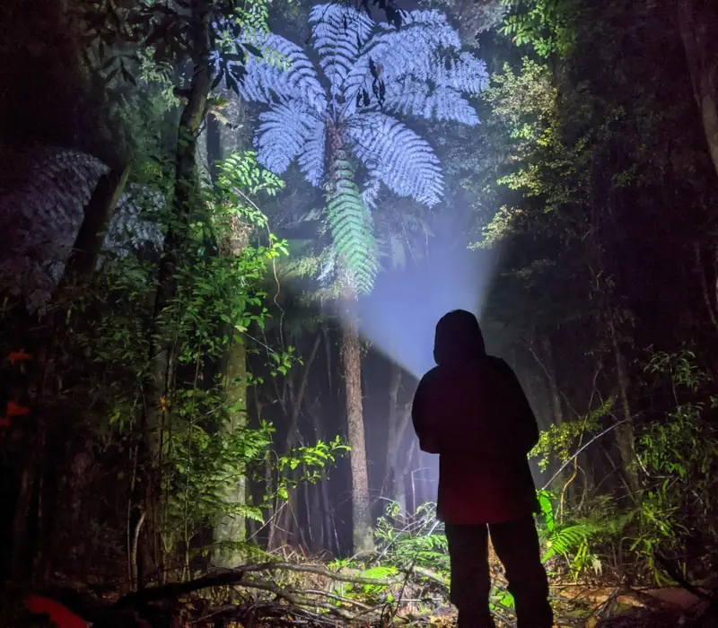 Day 8 of The Ultimate Birds of New Zealand: Nocturnal Adventure Glow-Worm Tour with Real Rotorua