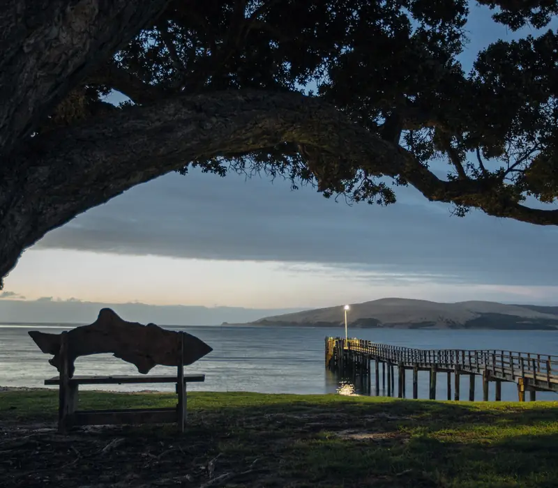 Day 3 of The Ultimate Birds of New Zealand: Matakohe to Hokianga