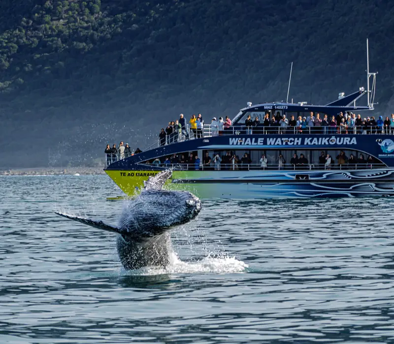 Day 16 of Essential New Zealand: Captains Cabin Experience with Whale Watch Kaikoura