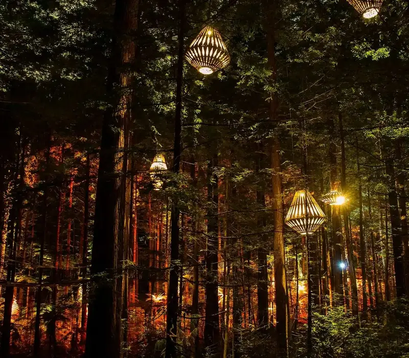 Day 4 of New Zealand Stargazing: Redwoods Nightlights and Glowworms Fast Pass