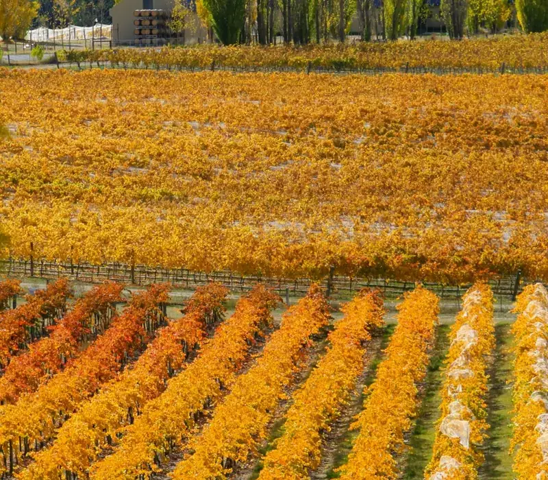 Day 4 of Essential Southern Extravaganza: Wanaka Wine Tours Boutique Central Otago Wine Trail