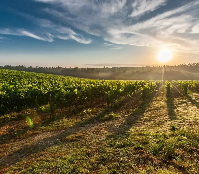 Day 11 of The Length & Breadth North to South: Hawkes Bay Half Day Wine Tour with Grape Escape
