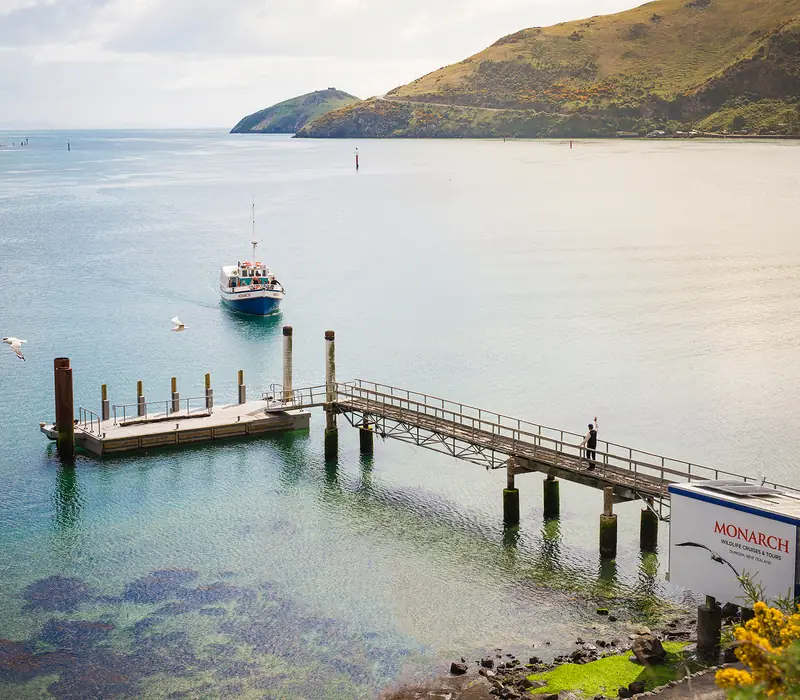 Day 11 of Extended New Zealand: Wildlife Peninsula Encounter Tour Including Albatross Centre with Monarch