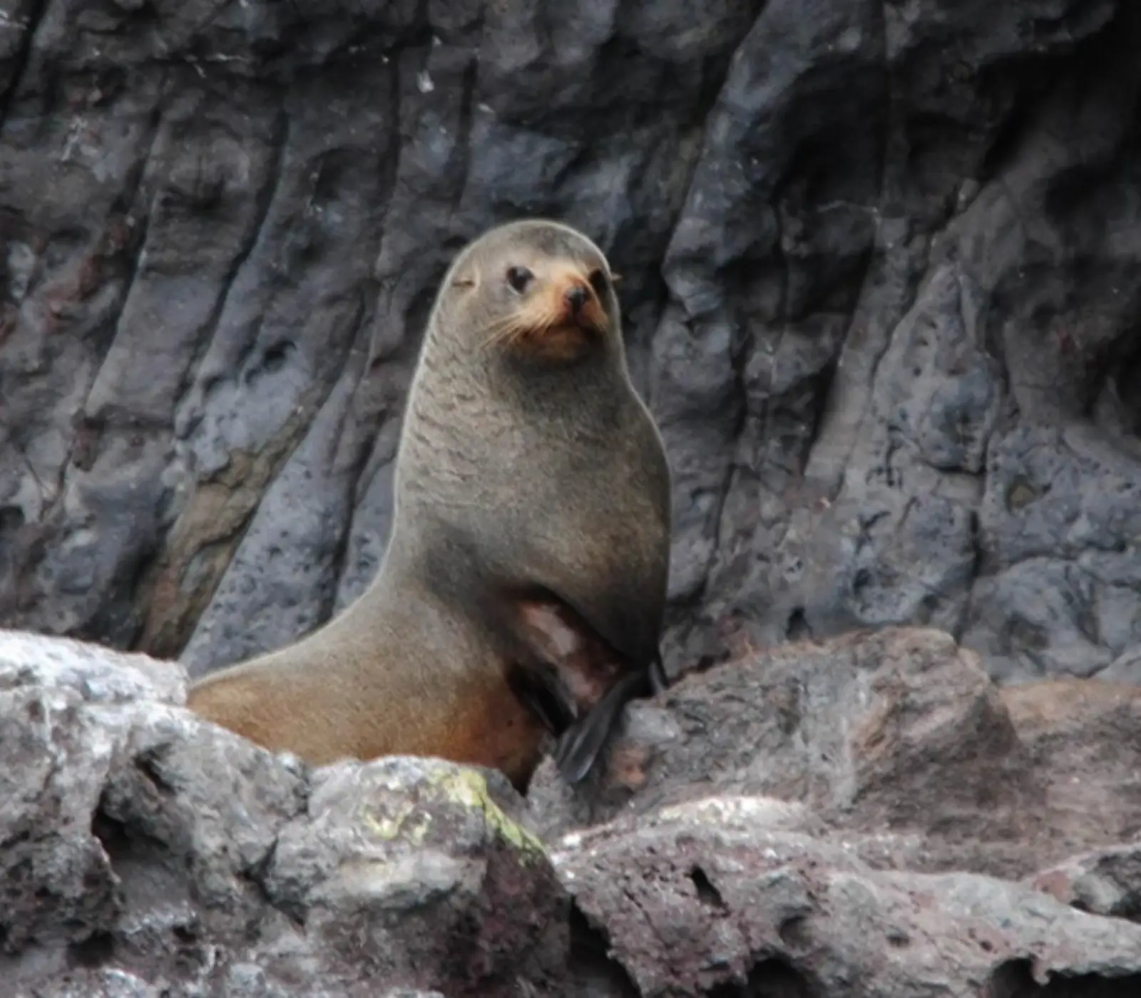 Southern Coast and Stewart Island Nature Tour: 16 day New Zealand self drive tour