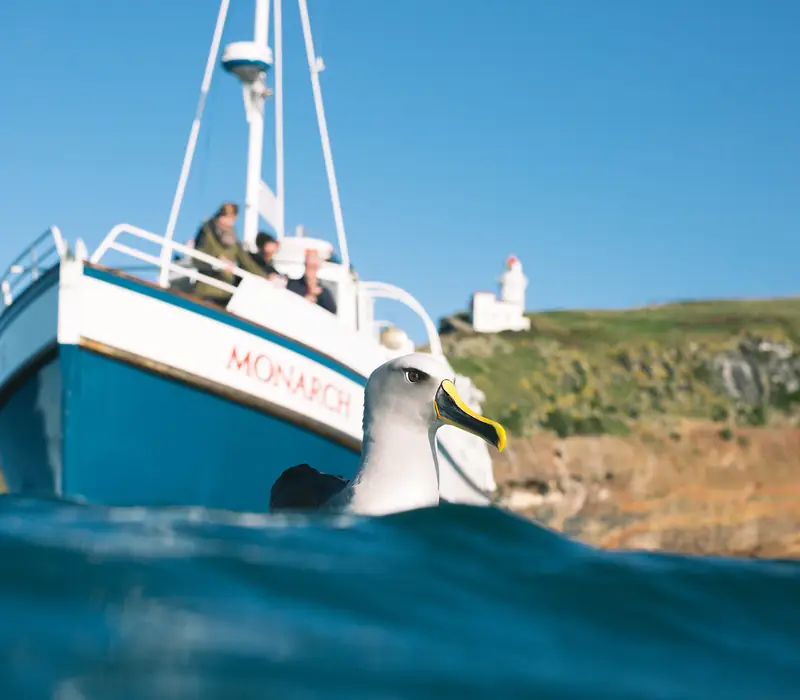 Day 14 of South Island Natural Discovery: Monarch Wildlife Cruise from Wellers Rock