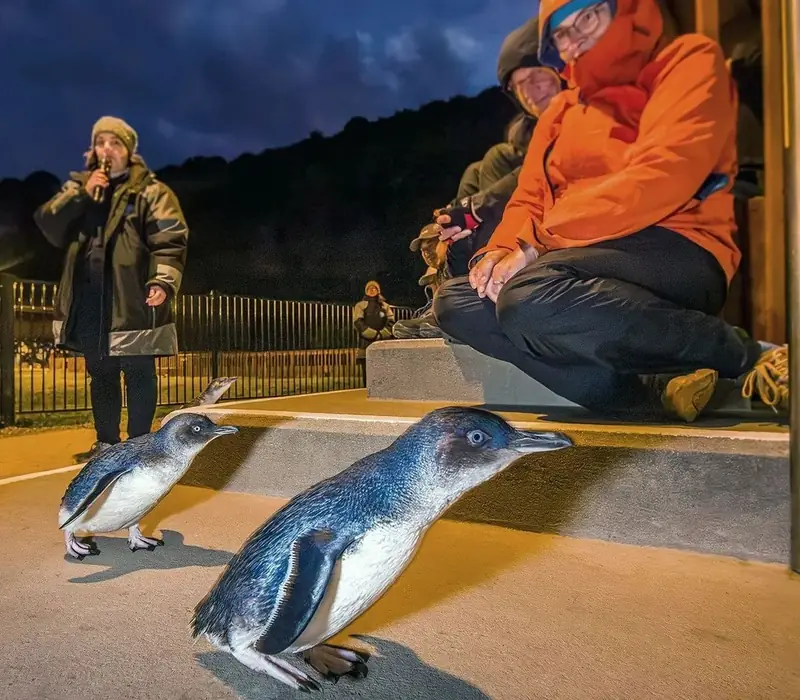 Day 3 of Southeast Coastal Wildlife: Oamaru Penguins Premium Evening Viewing