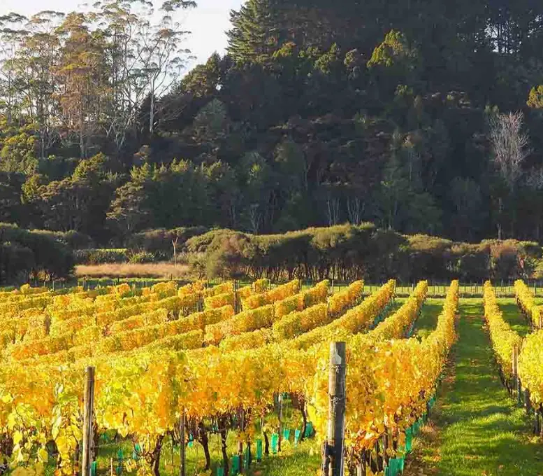 Day 9 of Gourmet Trails & Coastal Sails: Explore Matakana