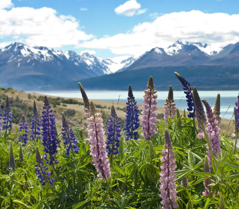 Day 12 of Mount Cook Lily: Queenstown to Mt Cook to Twizel