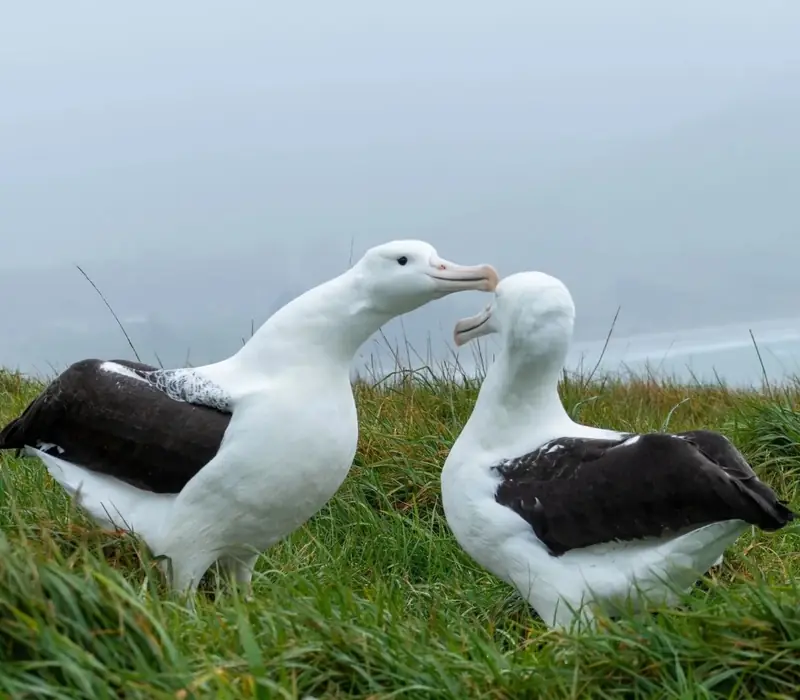 Day 9 of Milford Track & South Island Explorer: Royal Albatross Centre - Unique Albatross and Fort Taiaroa Tour
