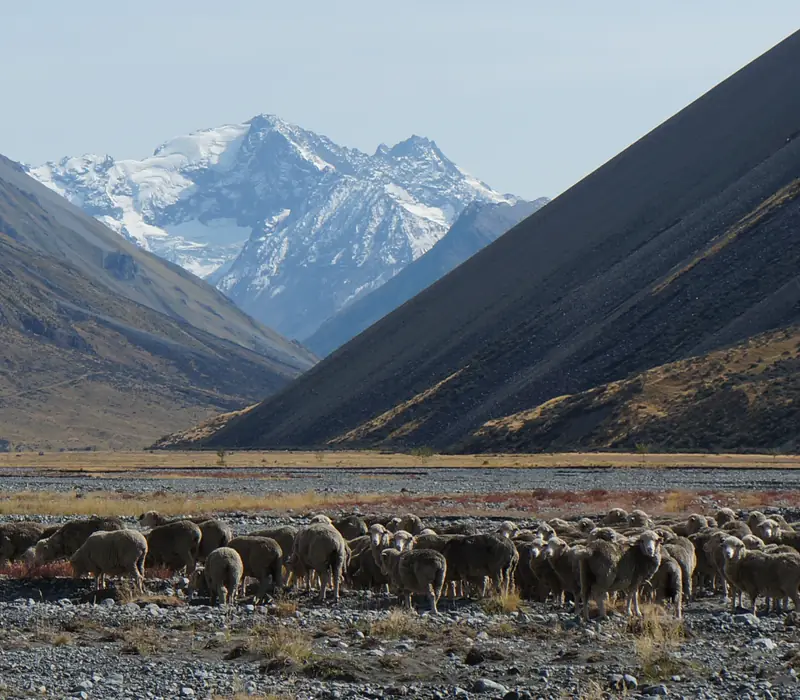 Day 8 of New Zealand’s Southern Drift - Small Group: Today’s drive north winds past lush rainforests and rugged coastlines to Hokitika, famous