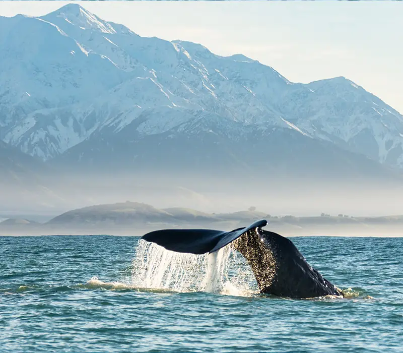 Day 10 of New Zealand Uncovered (Northbound): Get back on the road and drive up to Kaikoura, a seaside town known for its abundance of m