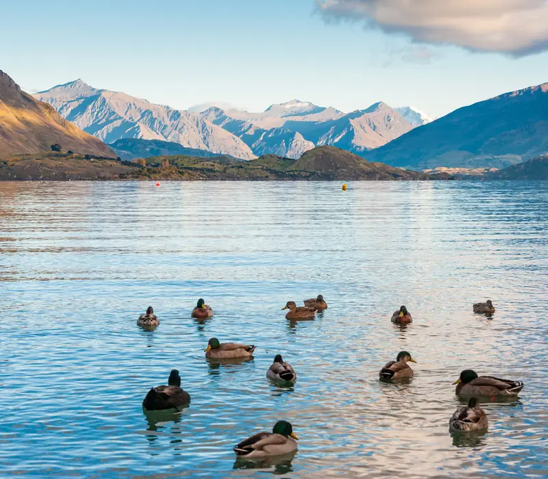 Day 6 of New Zealand Uncovered (Northbound): Visit Mou Waho Island today