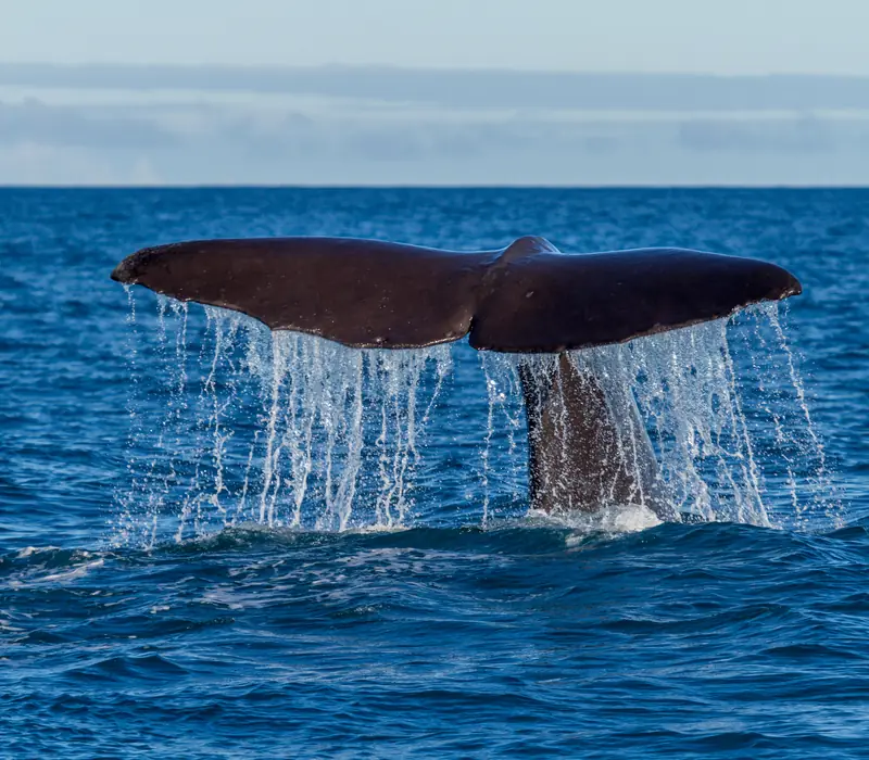 Day 4 of The Ultimate NZ Coastal Safari: Explore Kaikōura