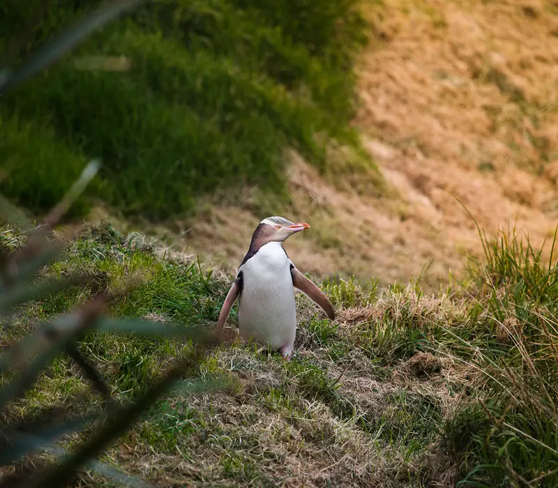 Day 12 of 21 day Ultimate NZ Explorer: Castle to Cruise Tour and Penguin Experience with Monarch