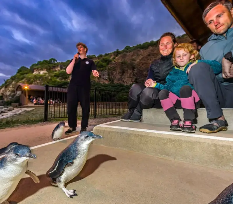 Day 4 of Southern Grandeur: Oamaru Blue Penguin Colony - Evening Viewing