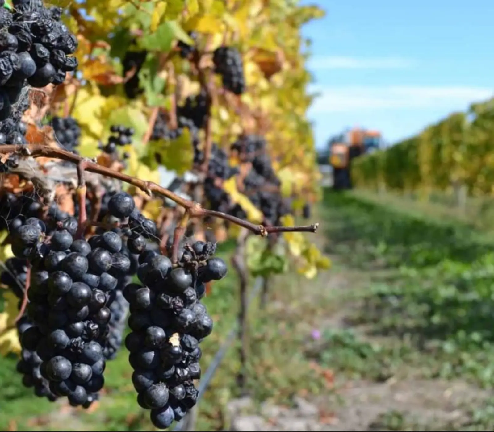 Day 2: Waipara Valley Wine Trail with Leisure Tours - Lunch Included, The Canterbury Charm