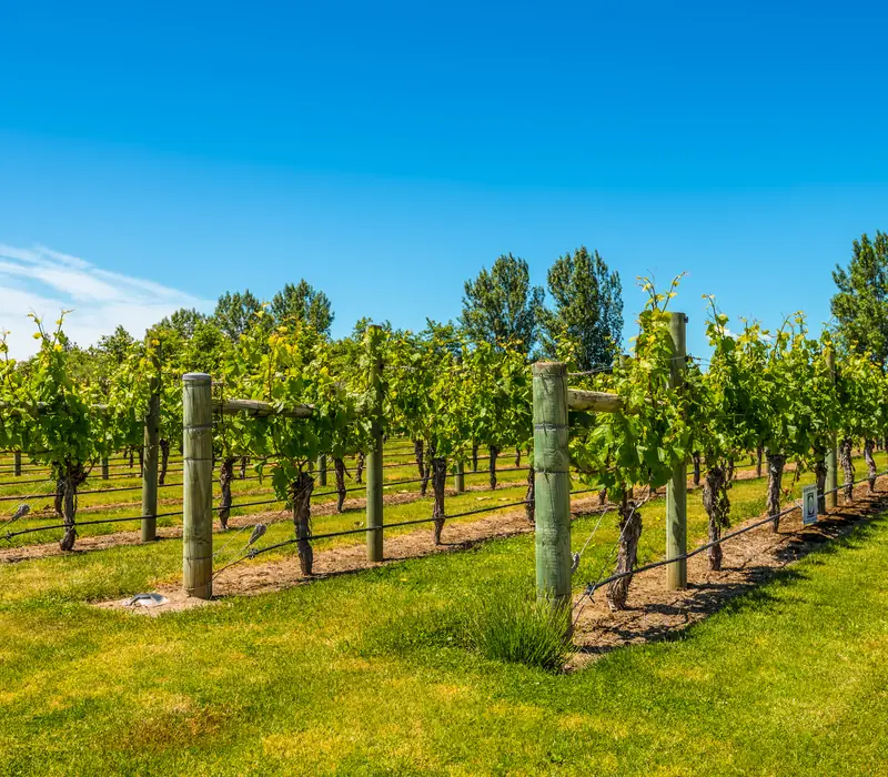 Day 4 of Stories of Aotearoa: Hawkes Bay