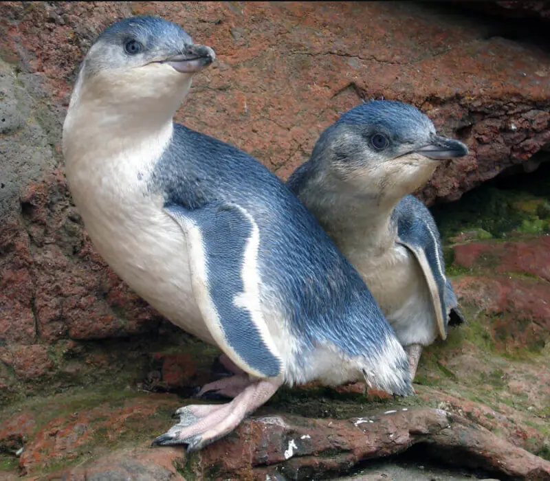 Day 3: Pohatu Penguin Evening Tour by 4WD, The Canterbury Charm