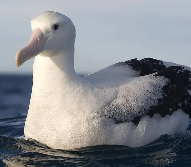Day 15 of The Ultimate Birds of New Zealand: Albatross Tour with Encounter Kaikōura