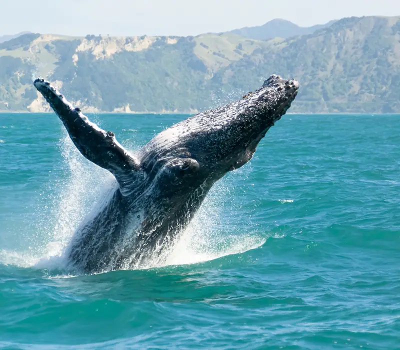 Day 15 of Ultimate New Zealand: Today is a free morning in Kaikoura