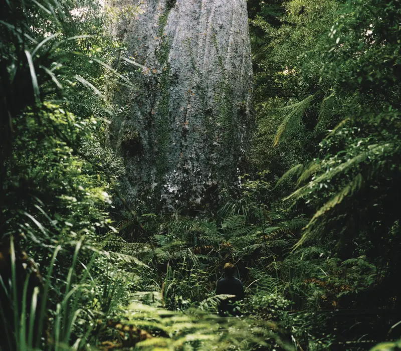 Day 2: Twilight Waipoua Encounter (photo 3), Ultimate New Zealand Discovery