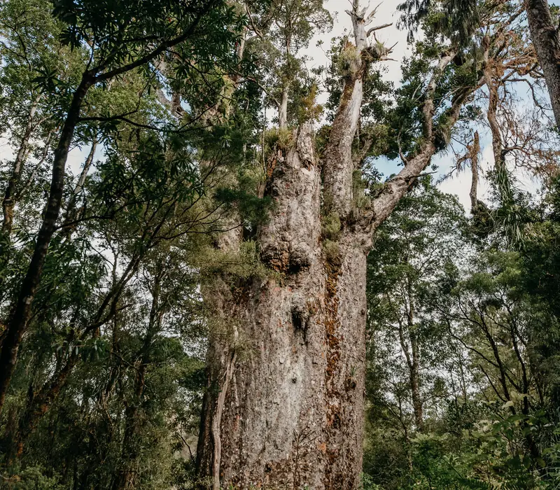 Day 2: Twilight Waipoua Encounter (photo 4), Ultimate New Zealand Discovery