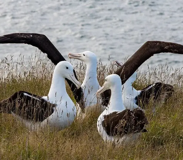 Day 28 of Ultimate New Zealand Self Drive: Albatross Classic Tour with Royal Albatross Centre