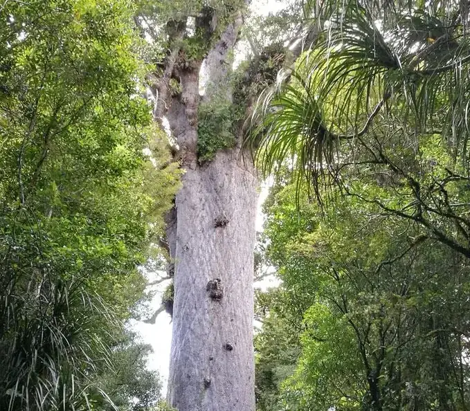 Day 6 of Ultimate North Island Explorer: Tāne Mahuta Walking Track - suggested activity