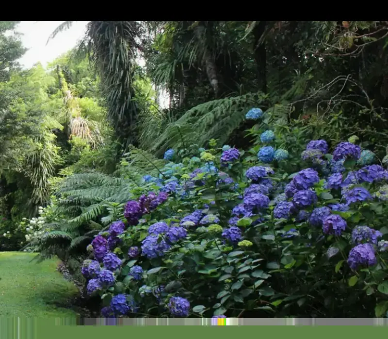 Day 18 of Ultimate North Island Explorer: Pukeiti Gardens Taranaki - suggested activity