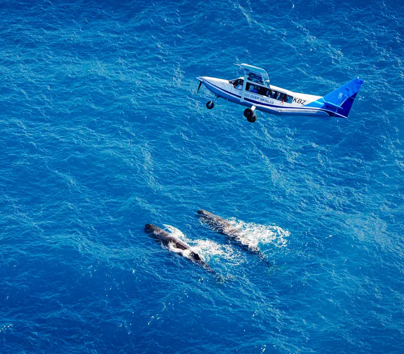 Day 9 of Uncover Queenstown to Wellington: 30 Minute Whale Watch Explorer with Wings over Whales Kaikoura