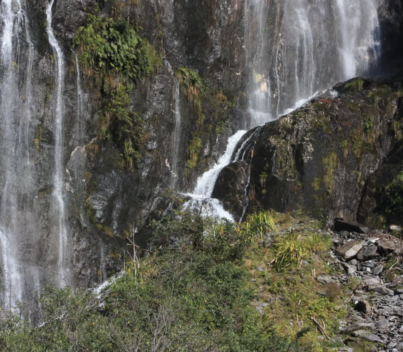 Day 2: Franz Josef Nature Tour with Glacier Valley Eco Tours (photo 2), West Coaster