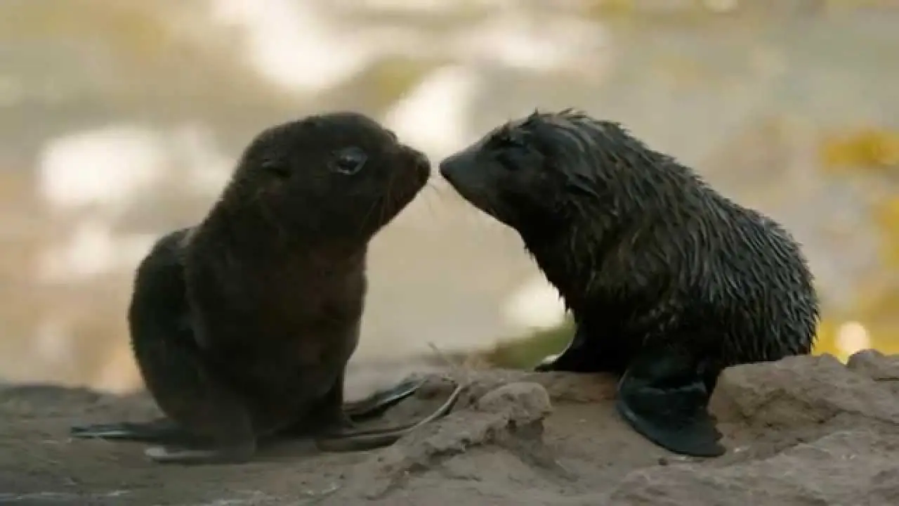 Two fur seal pups nose to nose on the rocks
